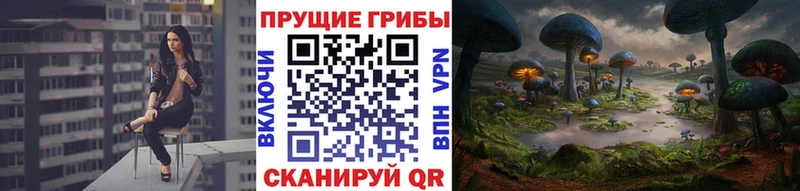 Галлюциногенные грибы Psilocybe  Вышний Волочёк 